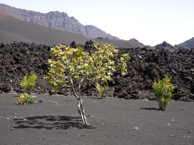 Figuier au sein d'un verger dans la caldéra du Pico, volcan sur l'île de Fogo. Juillet 2016.