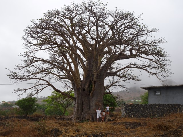Le baobab. Cap-vert. Juillet 2016. Forestiers du Monde®