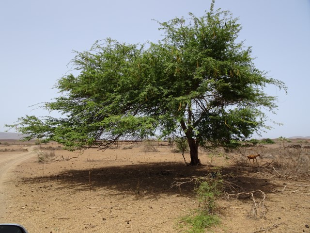 Acacia indigène du Cap-vert. juillet 2016. Forestiers du Monde®