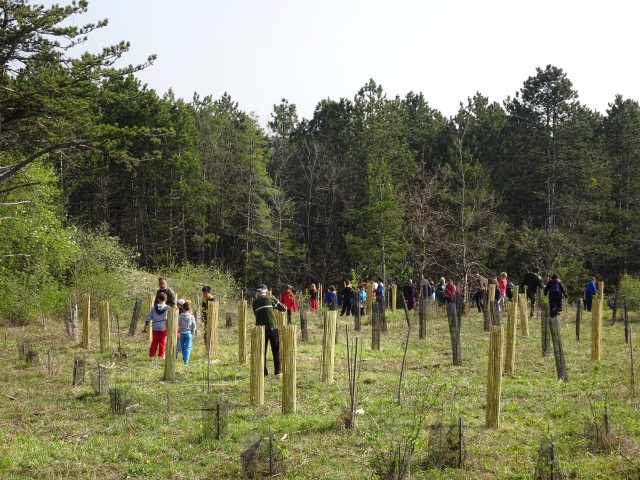 Pose des 100 nouvelles protections biodégradables mercredi matin 5 avril 2017. Reforestation pédagogique biodiverse de Savigny-les-Beaune.