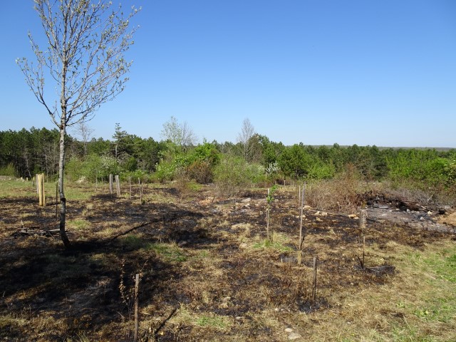 Incendie du mercredi soir 5 avril 2017. Reforestation pédagogique biodiverse de Savigny-les-Beaune
