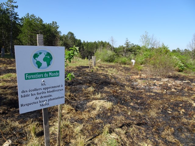 Incendie du mercredi soir 5 avril 2017. Reforestation pédagogique biodiverse de Savigny-les-Beaune.