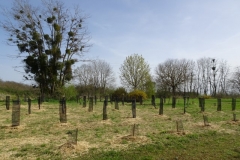 Plantation pédagogique biodiverse du site de Neuilly