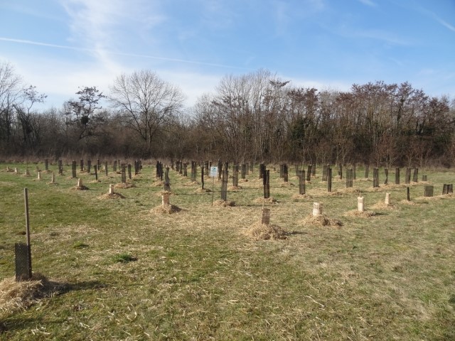 Afforestation pédagogique biodiverse de Neuilly-Crimolois année scolaire 2022-2023