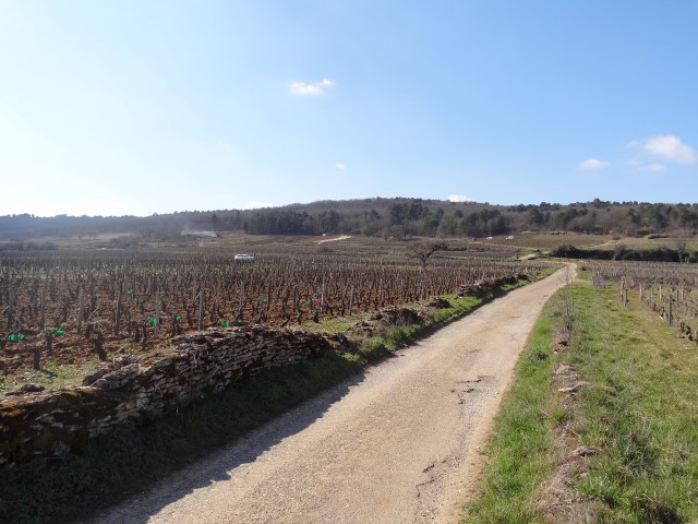 Agroforesterie viticole à Marsannay la Côte