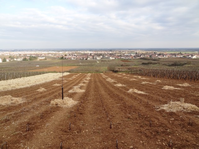 Expérimentation agroforestière en parcelle viticole de pinot noir. Marsannay la côte. Domaine Bruno CLAIR. Mars 2021.