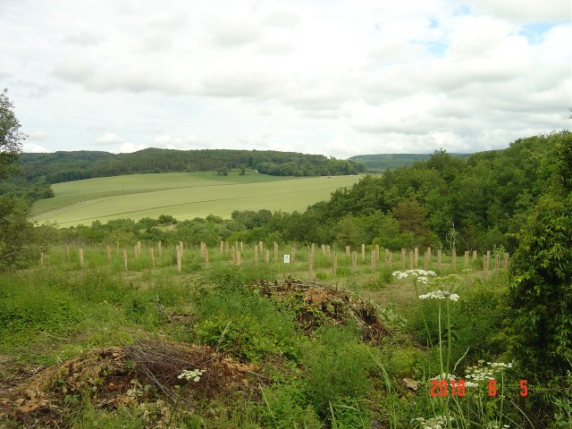 5 juin 2018. Site de la reforestation pédagogique biodiverse de Reulle-Vergy. 