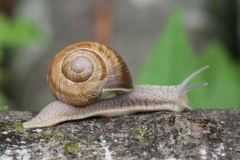 Article-escargot-2-Small-