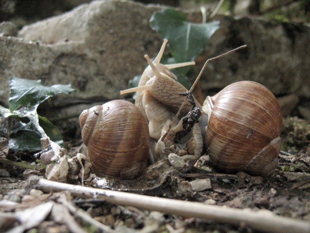 Accouplement d'escargots de Bourgognne. Helix pomatia.