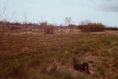 Le domaine de la chênevelle; commune de Lalande de Pomerol. année 1978