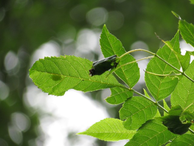 Jeune frêne présentant une foliole destinée à former un nid de soie pour le développement des chenilles de Damier du frêne.