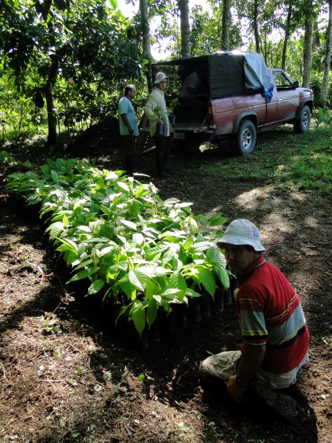 Production de plants de cacaoyer. Agro-foresterie en vue de la production de chocolat. Costa Rica. 2016.