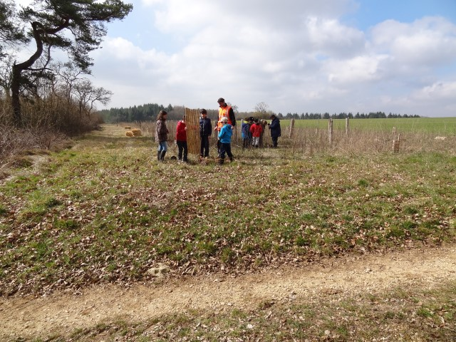 Les écoliers d'Aignay le duc engagent la mise n terre des 60 plants avec leurs professeurs et les parents d'élèves. Lundi 21 mars 2016. Saint Germain le Rocheux. 