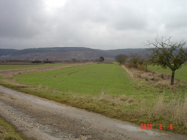 Terrain du futur verger conservatoire de Morey Saint denis en 2011