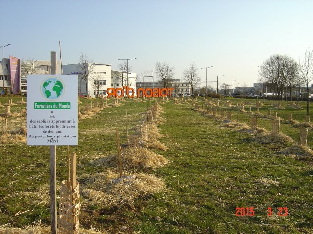 Plantation bosquets Toison d'Or 21 mars 2015 005 (Small).jpg