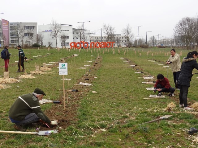 Plantation du second bosquet biodivers à la Toison d'Or le samedi 21 mars 2015