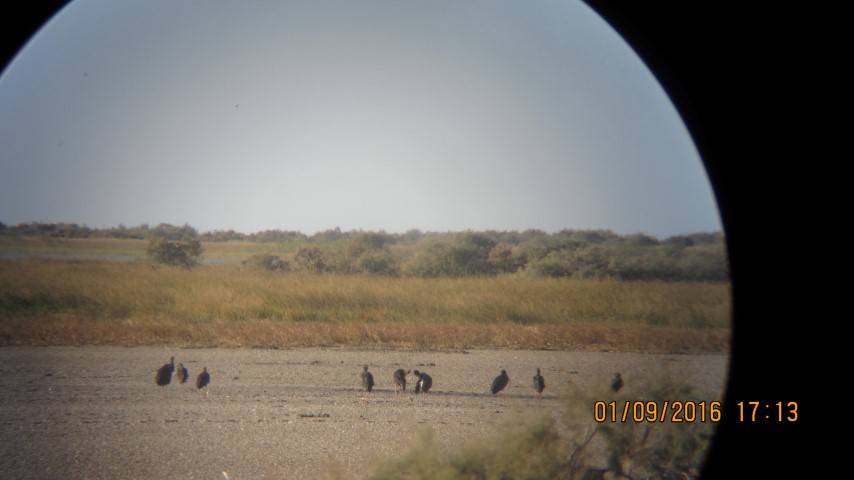 Observation de cigogne noire en Mauritanie