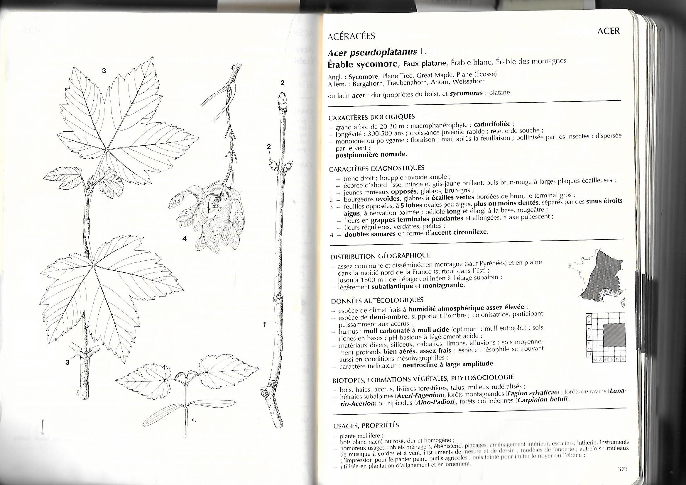 Fiche-descriptive-Acer-pseudoplatanus-Flore-forestière-française