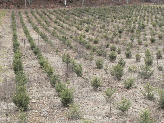 Plantation d’épicéa (Picea abies) pour Noël