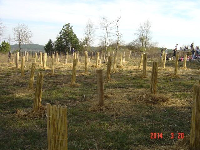 Reforestation pédagogique biodiverse de Savigny-les-Beaune. 20 mars 2014.