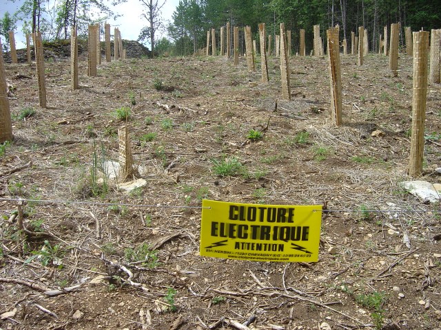 Installation d'une clôture électrique pour protéger la plantation biodiverse. Savigny-les-Beaune. Juin 2011.