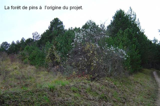 La pinaie vieillissante de Savigny-les-Beaune