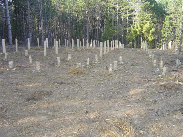 Le premier bosquet biodivers est planté. Savigny-les-Beaune. jeudi 24 mars 2011.