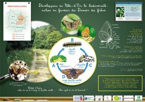 Affiche "Développons en Côte d'Or la biodiversité. Action en faveur du Damier du frêne".