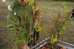 Afforestation biodiverse citoyenne d'un délaissé routier les dimanches 7 et 14 mars 2021.