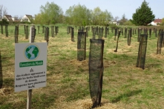 Plantation du premier bosquet. Site d'afforestation pédagogique biodiverse de Crimolois.