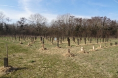 Afforestation pédagogique biodiverse de Neuilly-Crimolois année scolaire 2022-2023