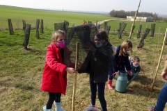 Installation de la protection contre les herbivores.