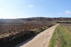 Agroforesterie viticole à Marsannay la Côte