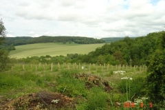 5 juin 2018. Site de la reforestation pédagogique biodiverse de Reulle-Vergy. 