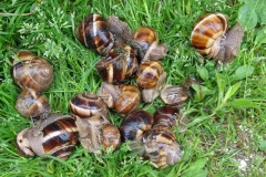 Article-escargot-3-Small-