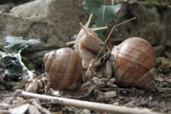 accouplement3-Small