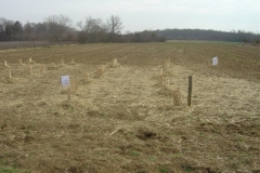 Plantation-Morey-St-Denis-10-mars-2011-010