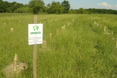 cfpb-Morey-St-Denis-mai-2011-002