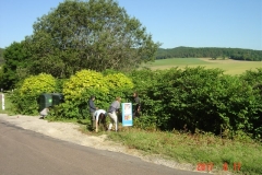 Attaque de la Renouée du Japon le semadi 17 juin 2017 sur la commune de Reulle Vergy.