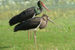 Photographie-F-CROSET-Une-Cigogne-noire-adulte-bec-et-pattes-rouges-avec-un-jeune-de-lannée