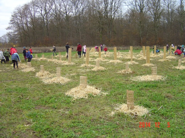 Plantation cfpb St Julien 05-12-2014 004 (Small)
