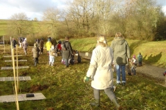 plantation second bosquet 5-12-2011 002 (Small)