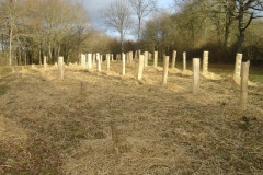 plantation second bosquet 5-12-2011 006 (Small)