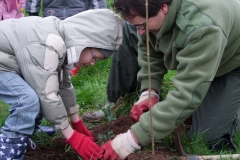 Démonstration de plantation d'un plant en godet par Jean-Noël CABASSY de l'ONGE Forestiers du Monde®. jeudi 25 novembre 2010. Création forestière pédagogique biodiverse d'Arnay le Duc.