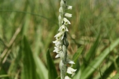 Spiranthes spiralis. Etang Fouché commune d\'Arnay le duc. 29 août 2010.