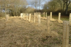 plantation second bosquet 5-12-2011 007 (Small)