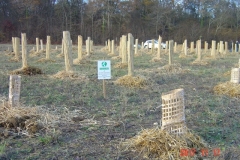 Plantation du neuvième bosquet biodivers. Vendredi 17 novembre 2017. Création forestière pédagogique biodiverse de Saint Julien