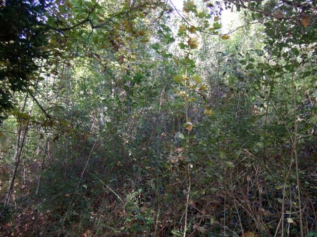 La friche. Création forestière pédagogique biodiverse de Lhuis. Année 2009.