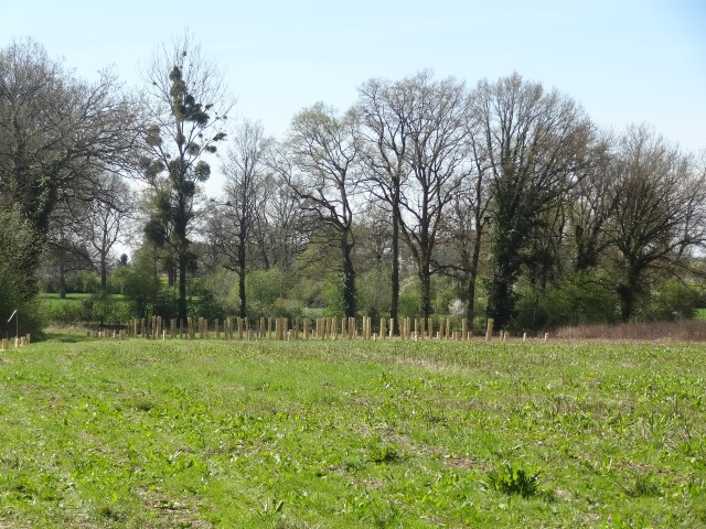Plantation 6 avril 2014 032 (Small)