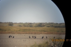 Observation de cigogne noire en Mauritanie